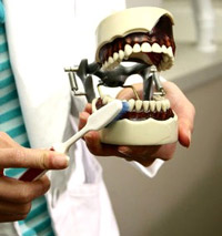 Ученые научились выращивать зубы