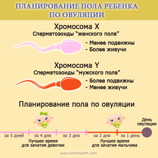 Как зачать мальчика или девочку по овуляции?